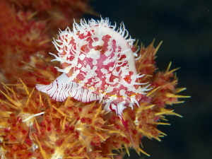 Pseudosimnia sp. on soft coral by Alex Varani 